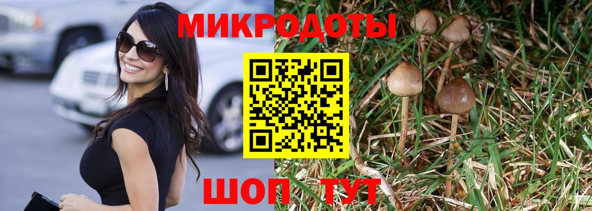 Псилоцибиновые грибы Psilocybe Майский